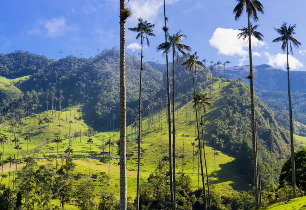 La vallée de Cocora en Colombie