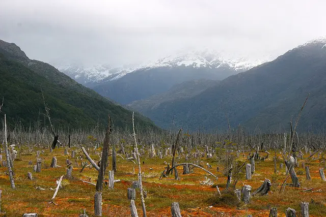 Le Chili lance un projet de reforestation de la Patagonie