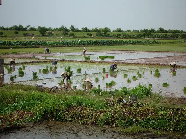 Les inondations menacent la récolte de soja en Argentine
