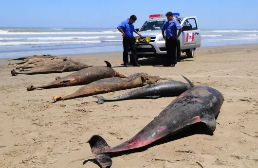 Des centaines de dauphins meurent quotidiennement sur les plages du Pérou