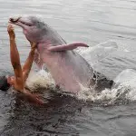 Bolivie, une nouvelle loi pour protéger les dauphins des eaux douces