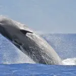 La rare baleine à bec de travers du Chili et New Zélande a été repérée pour la première fois