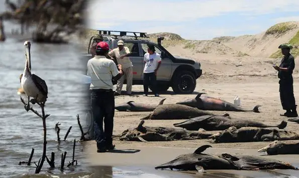 Pérou : Les causes des échouages de mammifères marins restent indéterminées