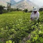 Feuille de coca en Bolivie : Une longue histoire