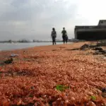 Catastrophe écologique : des crevettes échouées au Chili