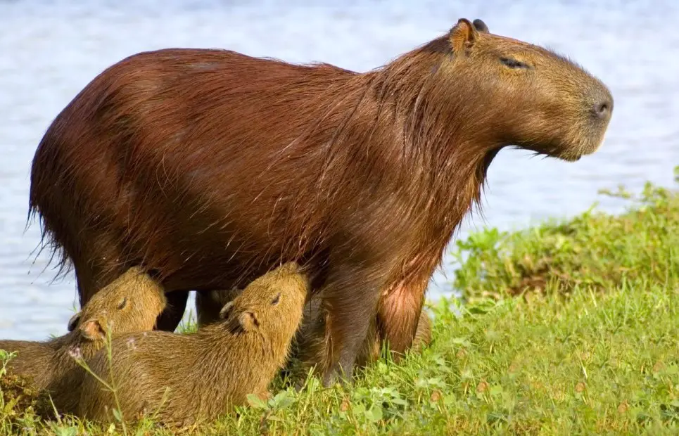 Les capybaras de la Mésopotamie en Argentine
