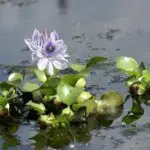 La jacinthe d’eau, le nouvel élixir environnemental