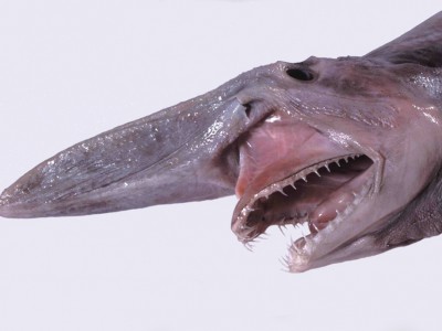 Un requin gobelin pêché dans le Golfe du Mexique