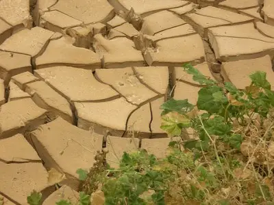 La sécheresse fait des ravages en Amérique centrale