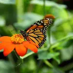 Mexique : les papillons monarques en péril ?