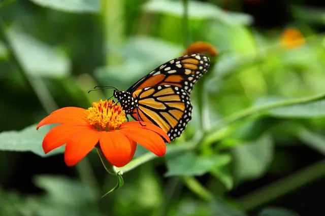 papillons monarques 