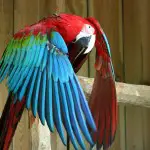 A la découverte d’espèces rares : les perroquets des continents africains et sud-américains