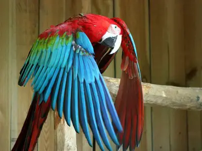 A la découverte d’espèces rares : les perroquets des continents africains et sud-américains