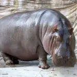 hippopotames en Colombie : Des hippopotames en liberté en Colombie