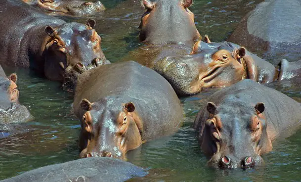 Pablo Escobar : des hippopotames en héritage en Colombie