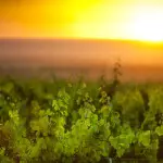 L’Argentine veut attirer les investisseurs bordelais au secteur vitivinicole