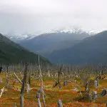 Le Chili lance un projet de reforestation de la Patagonie