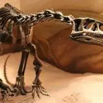 La découverte d’un caractère évolutif chez un fossile de dinosaure en Patagonie