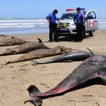 Des centaines de dauphins meurent quotidiennement sur les plages du Pérou