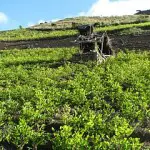 La culture de la coca ne diminue pas malgré les efforts des autorités de la région