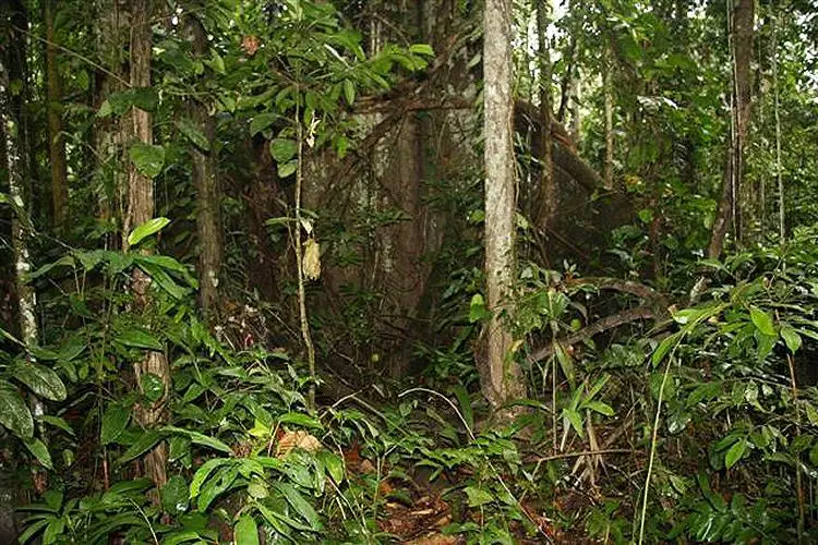 L'or au Pérou menace la forêt tropicale