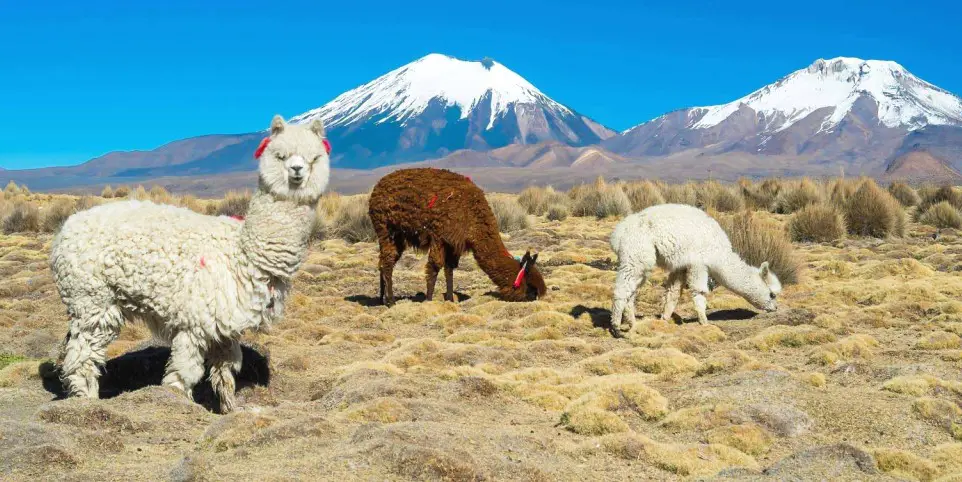 Découvrez la faune du Parc national Lauca au Chili