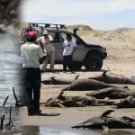 Pérou : Les causes des échouages de mammifères marins restent indéterminées