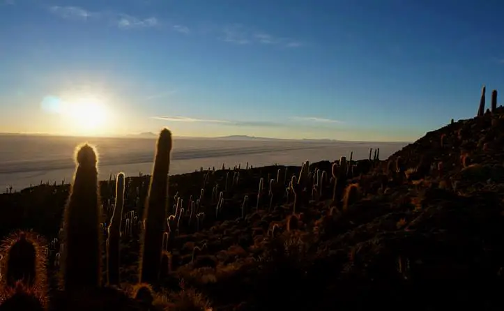 L'île au cactus dans le Sud Lipez en Bolivie