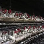 Mexique : la grippe aviaire est de retour