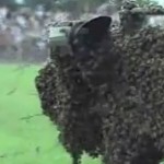 Des abeilles s’invitent lors d’un match de foot et perturbent le match