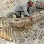 Mexique : découverte d’une queue de dinosaure de 5 mètres de longueur