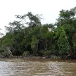 Amazonie sauvée par les cosmétiques Natura