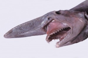 requin gobelin