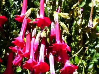 Kantuka:  la fleur Kantuka fierté de la Bolivie