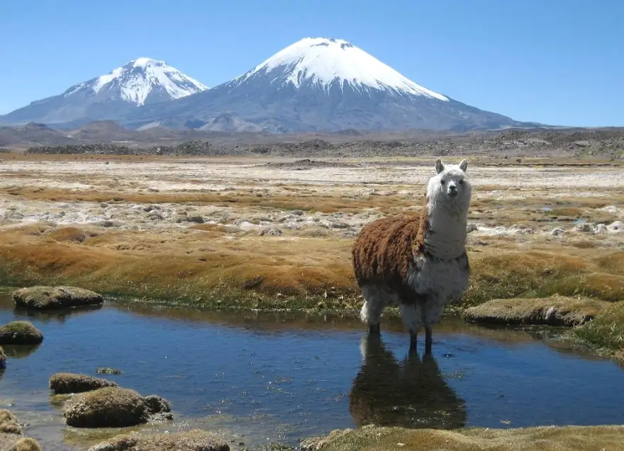 A la découverte du Parc National Sajama en Bolivie
