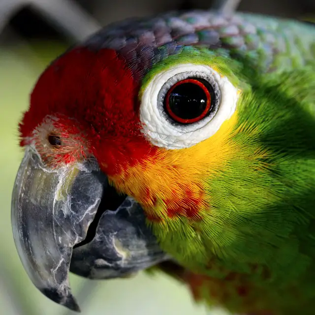 Un perroquet En Amazonie