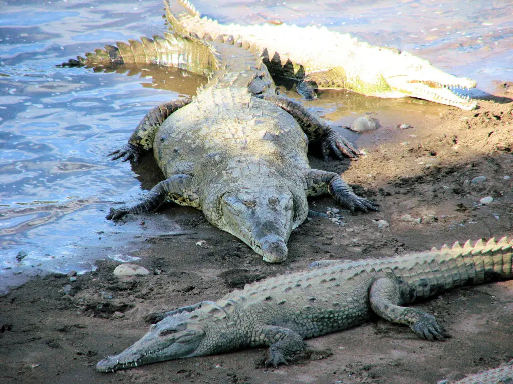 Yucatan : un crocodile géant poursuit un nageur