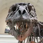 Argentine : découverte des ossements d’un dinosaure pesant 65 tonnes et mesurant 26 mètres