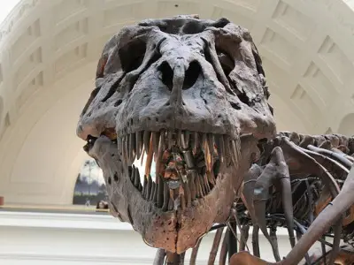 Argentine : découverte des ossements d’un dinosaure pesant 65 tonnes et mesurant 26 mètres
