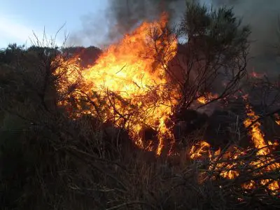 La lutte contre les feux de forêts continue au Chili