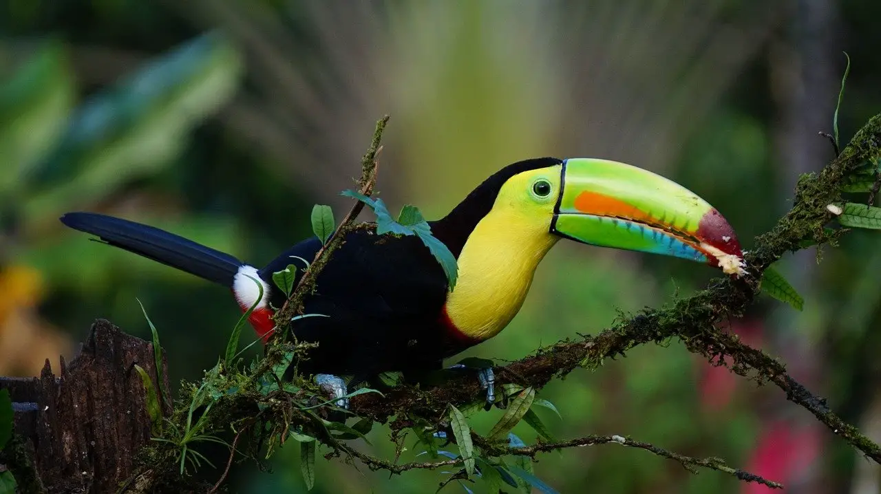l'écotourisme au Costa Rica