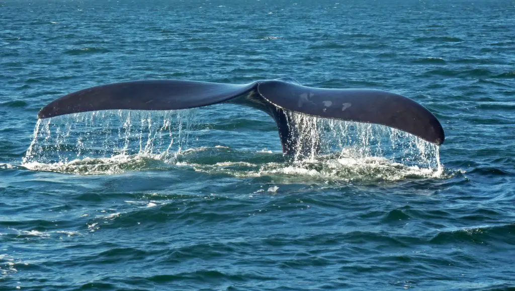 Les baleines font leur show en Patagonie