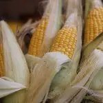 Mexique : interdiction levée sur la culture du maïs OGM