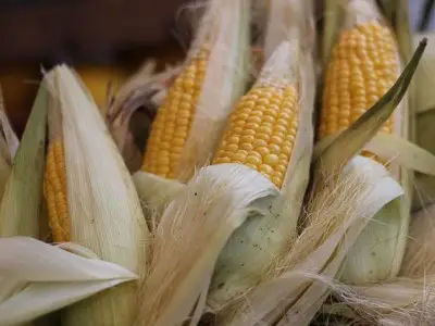 Mexique : interdiction levée sur la culture du maïs OGM