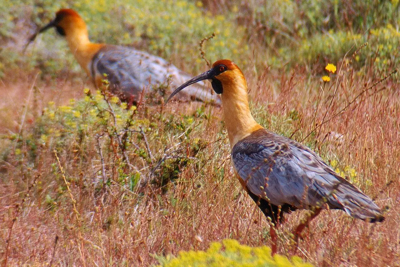 Oiseaux du Parc National Torres del Paine