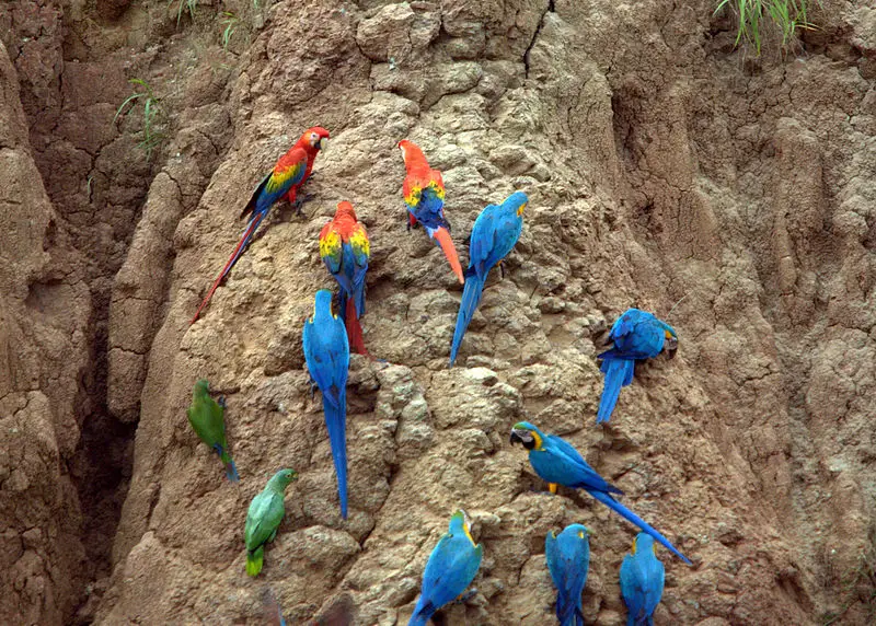 Oiseaux colorés