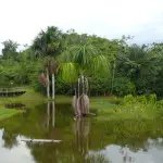 Réserve nationale de Pacaya Samiria : A la découverte des richesses naturelles de Pacaya Samiria  au Pérou