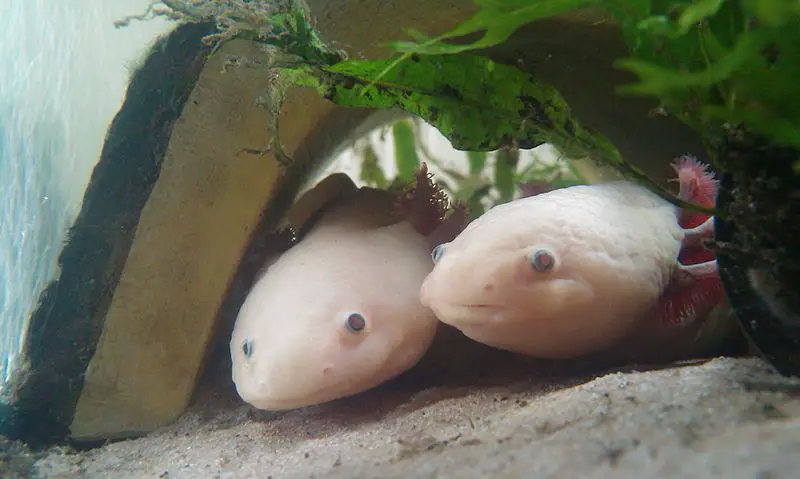 Mexique : l’axolotl en voie de disparition à cause de la pollution