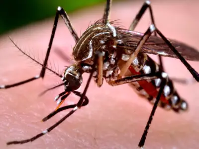 Le Virus Zika : tout ce qu’il faut savoir