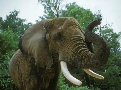 Un premier sanctuaire pour éléphants en Amérique du Sud